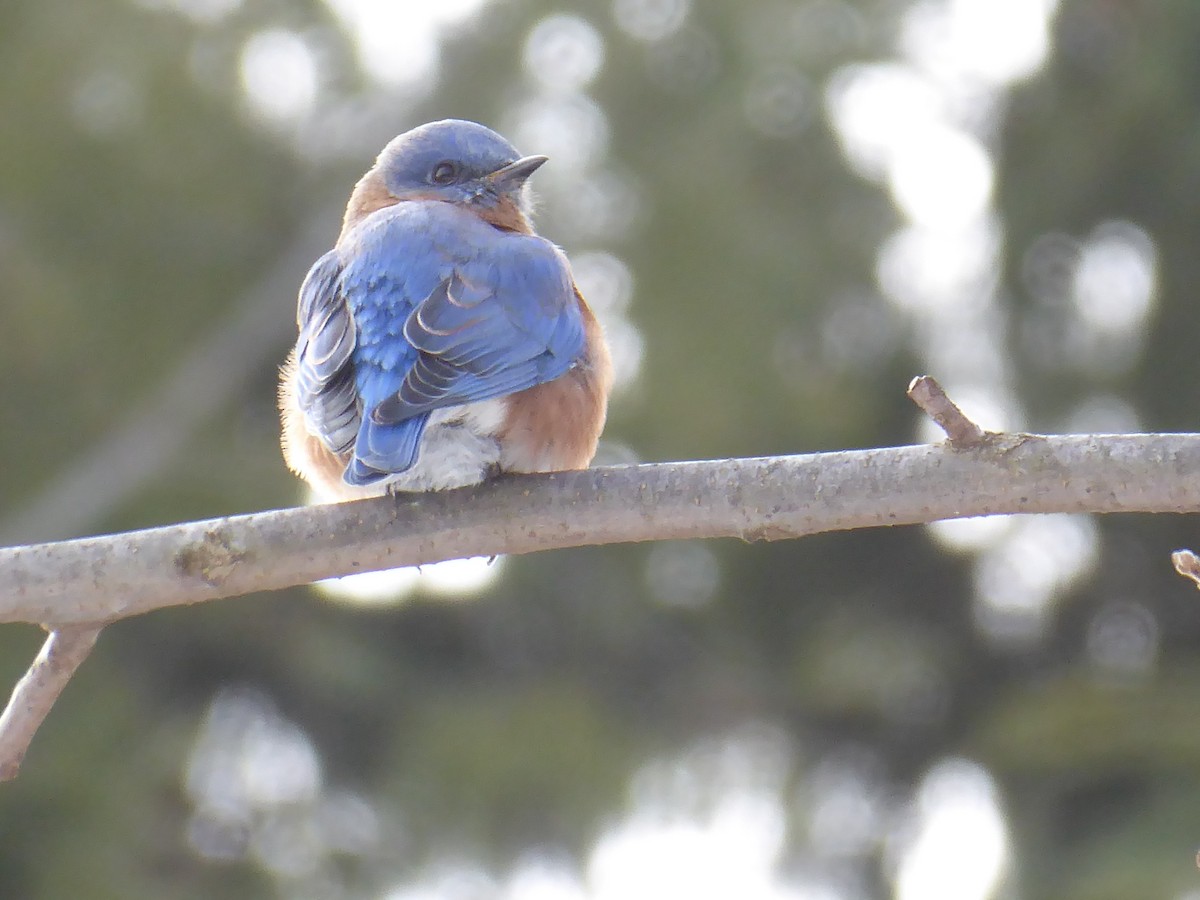 Eastern Bluebird - ML646738845