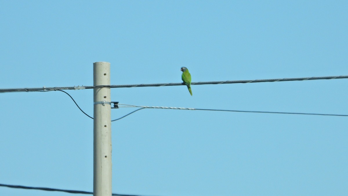 Blue-crowned Parakeet - ML646738846