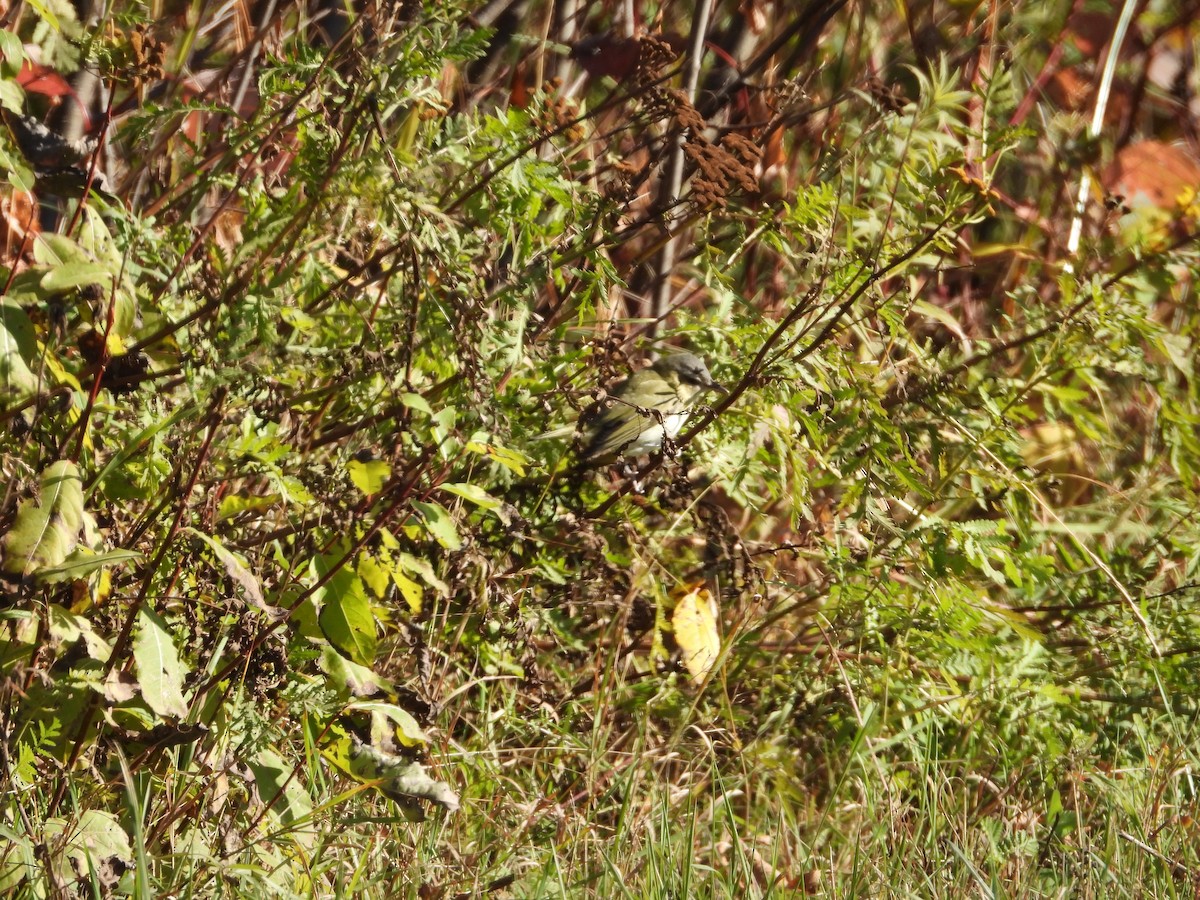 Red-eyed Vireo - ML646738848