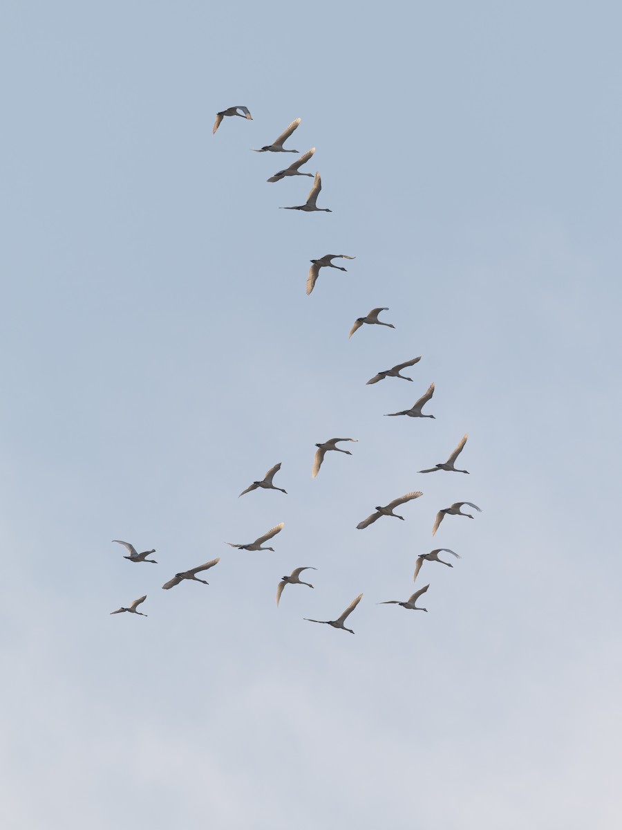 ברבור קטן (אירואסייתי) - ML646738849