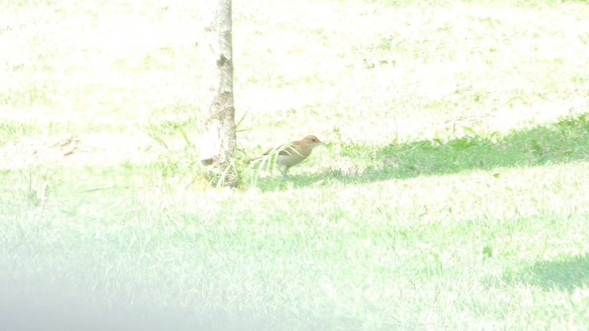 セアカカマドドリ - ML646738854