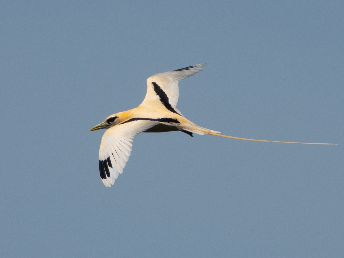 White-tailed Tropicbird (Golden) - ML646738866