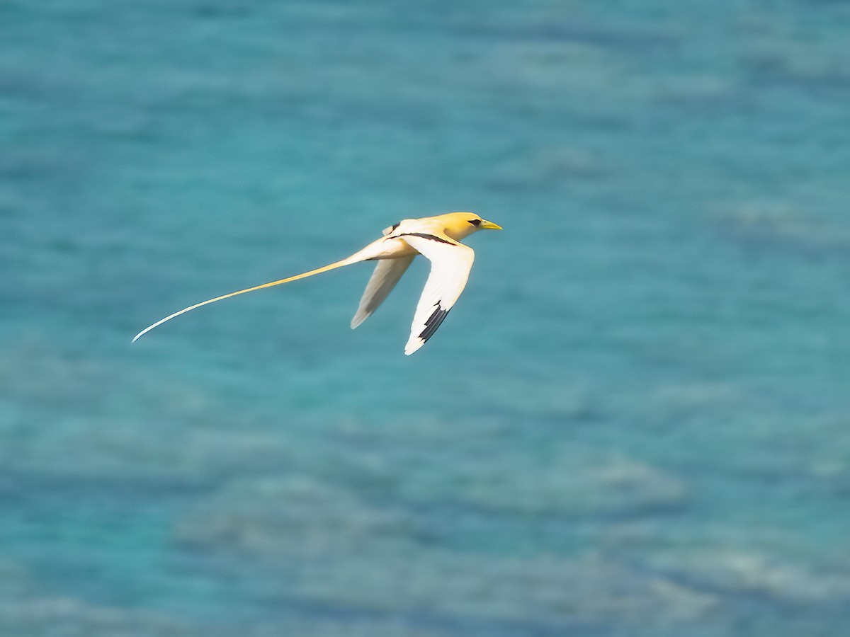 White-tailed Tropicbird (Golden) - ML646738867