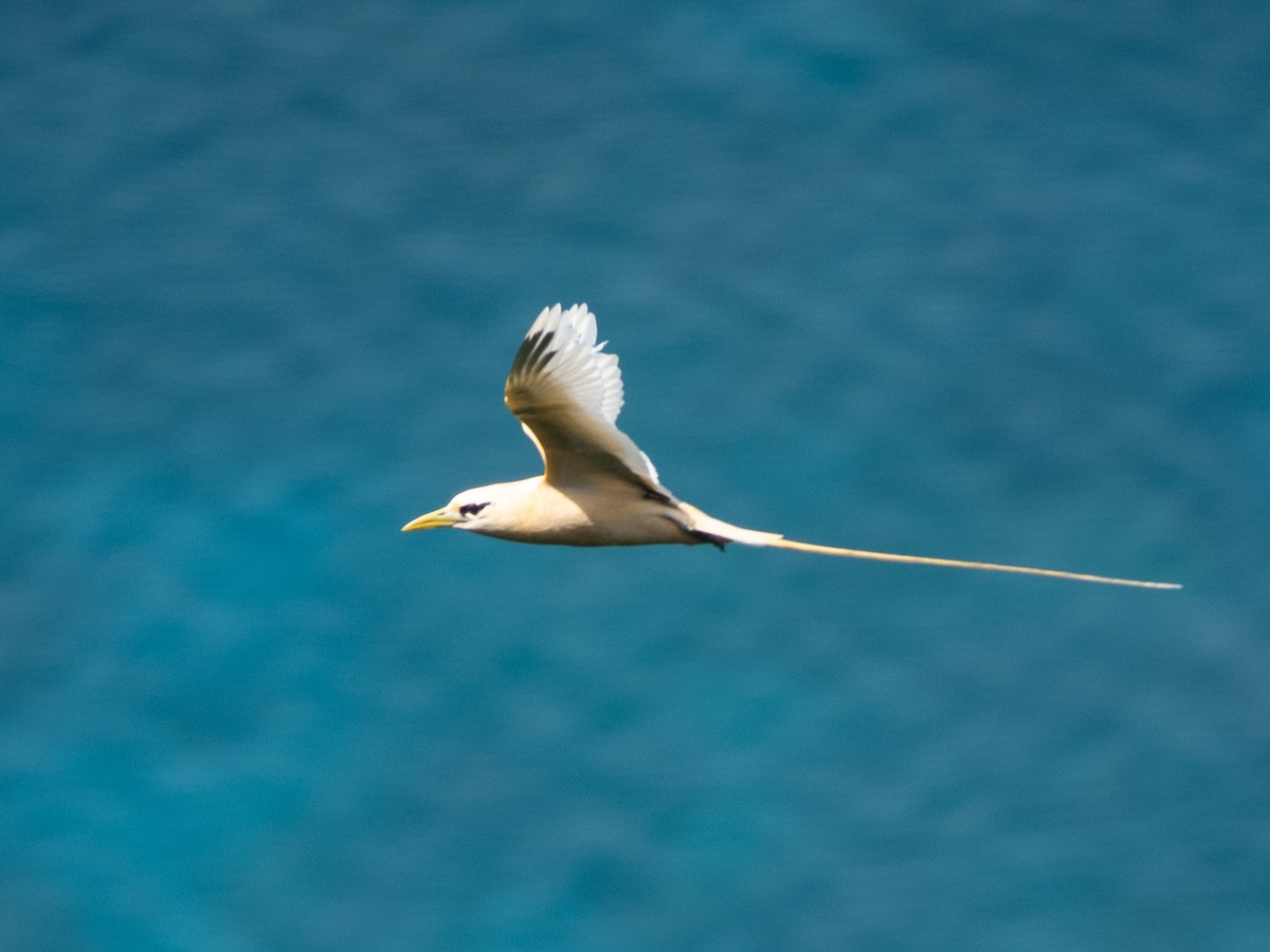 White-tailed Tropicbird (Golden) - ML646738868