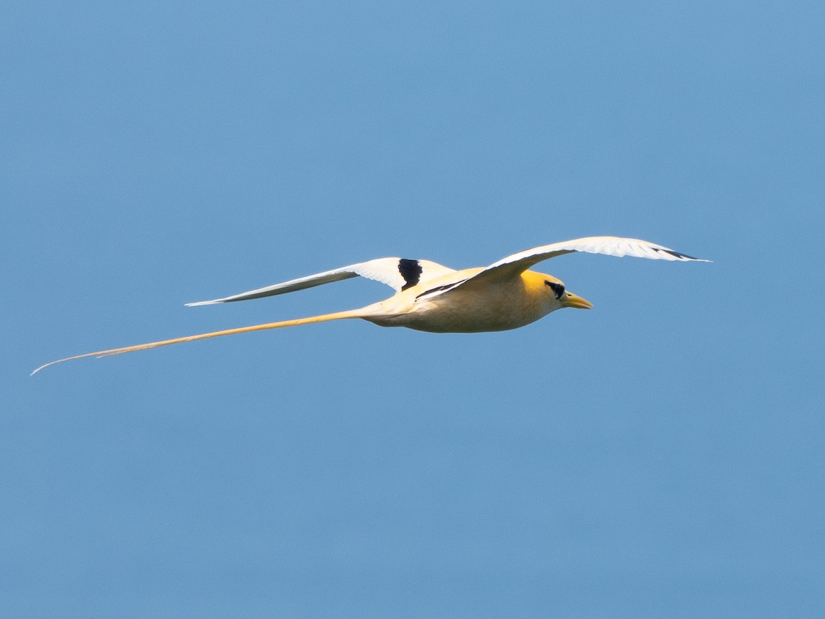 White-tailed Tropicbird (Golden) - ML646738869
