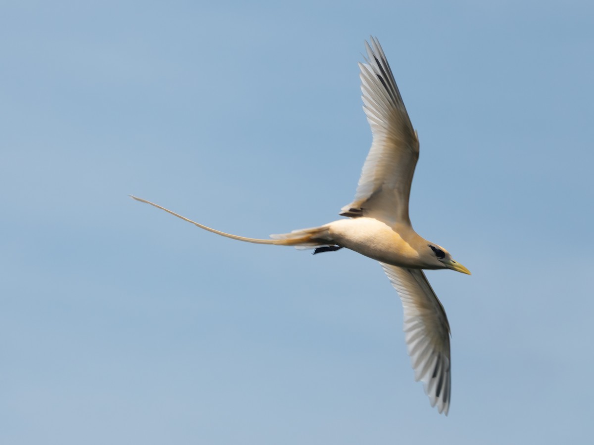 White-tailed Tropicbird (Golden) - ML646738870