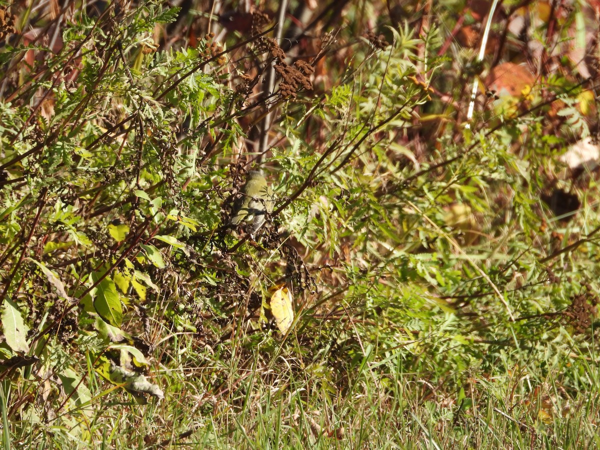 Red-eyed Vireo - ML646738871