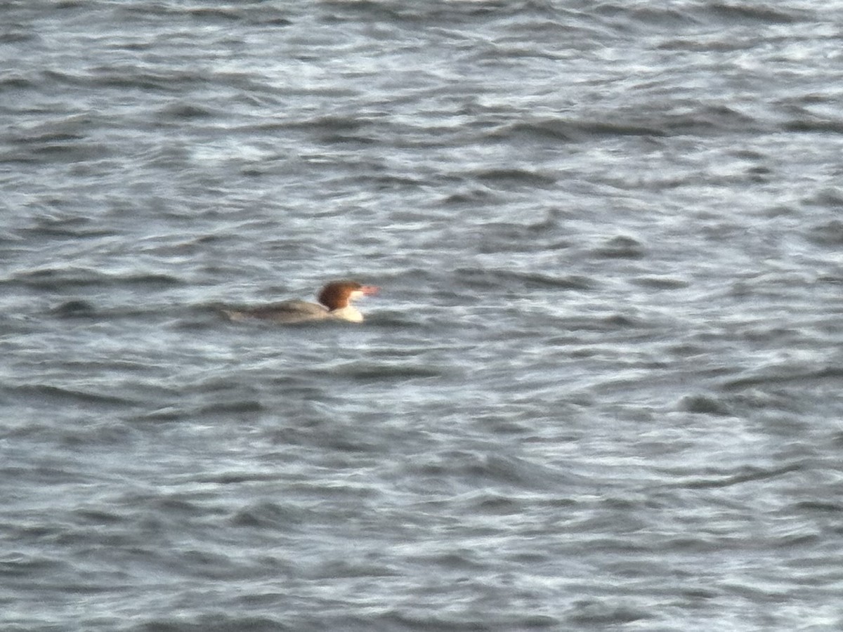 Büyük Tarakdiş - ML646738875