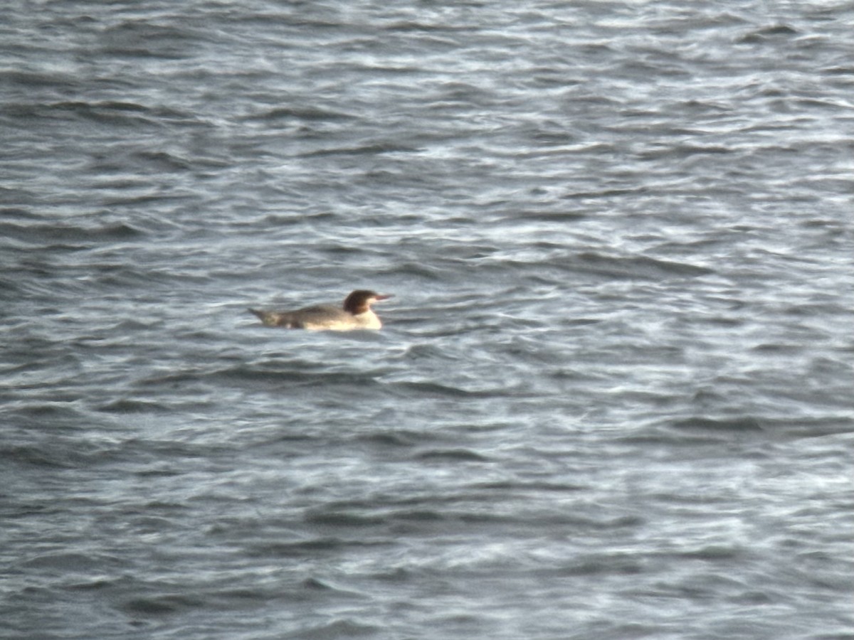 Büyük Tarakdiş - ML646738876