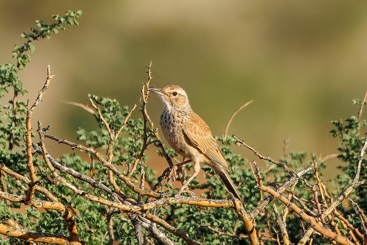 Karoo Long-billed Lark (Karoo) - ML646738877