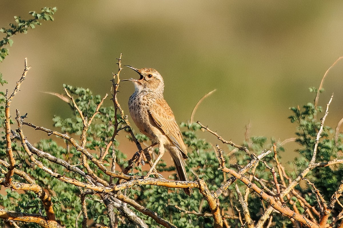 Karoo Long-billed Lark (Karoo) - ML646738878