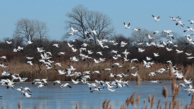 Цасны галуу - ML646738879