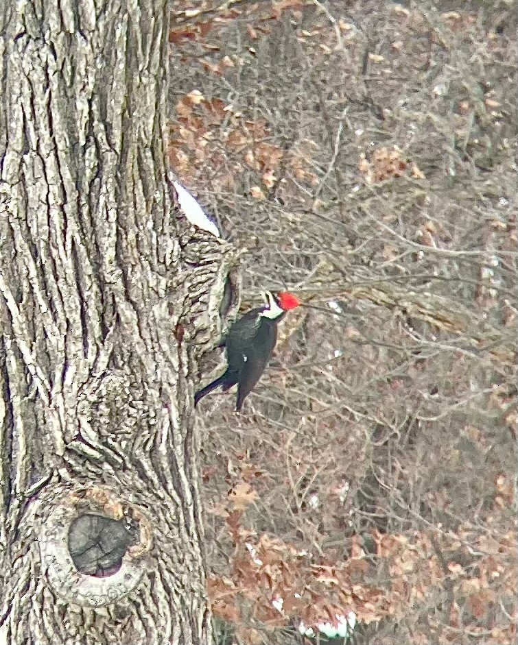 Pileated Woodpecker - ML646738887