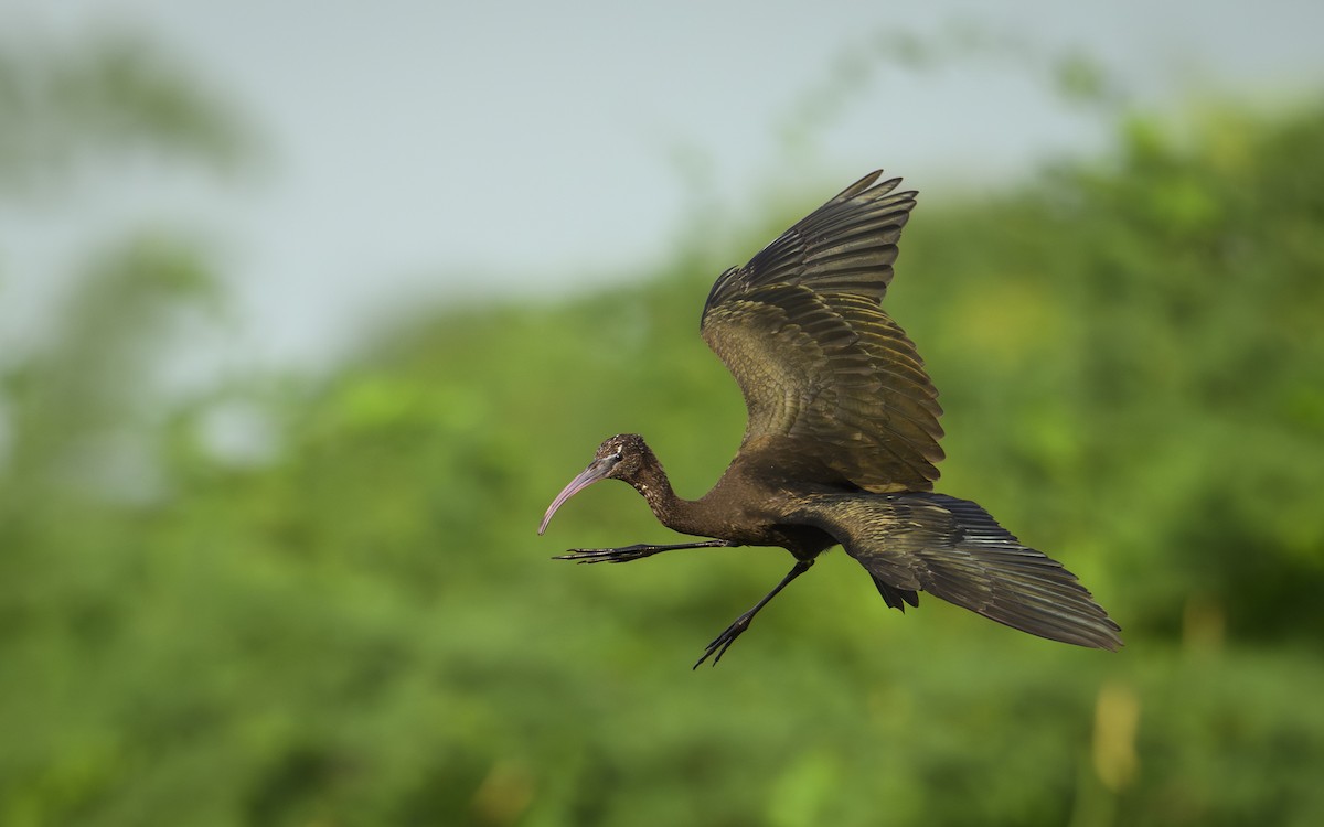 彩䴉 - ML646738888