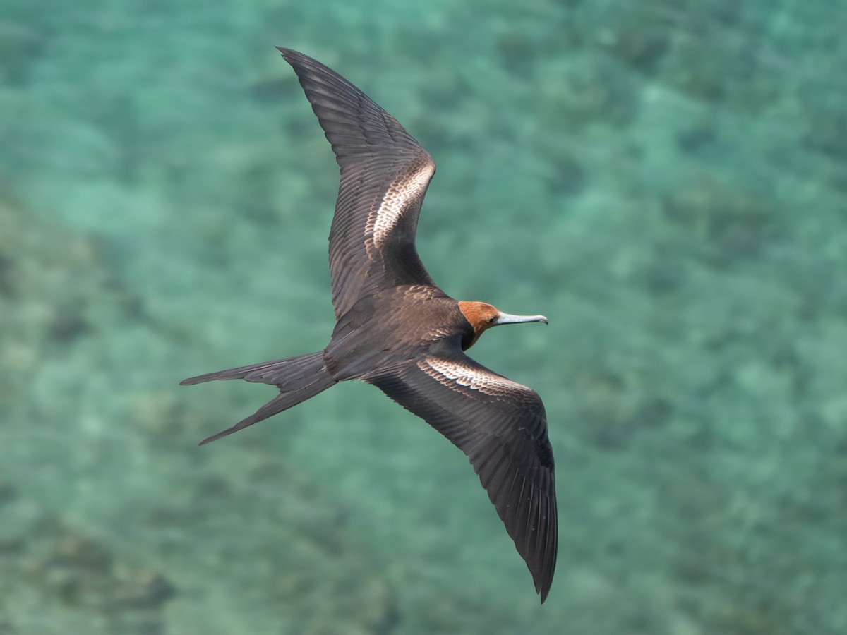 פריגט חג המולד - ML646738889