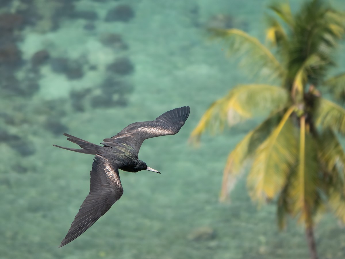 פריגט חג המולד - ML646738890