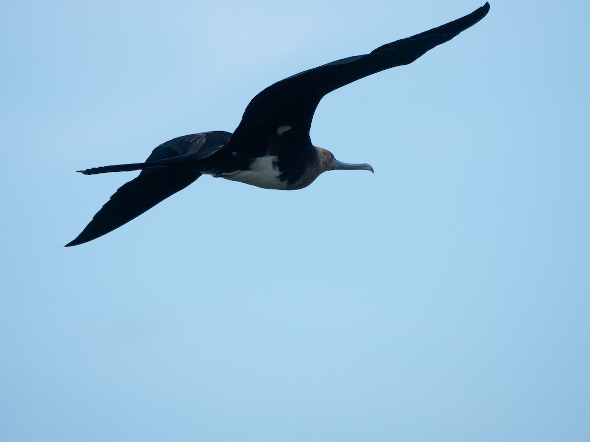 פריגט חג המולד - ML646738891
