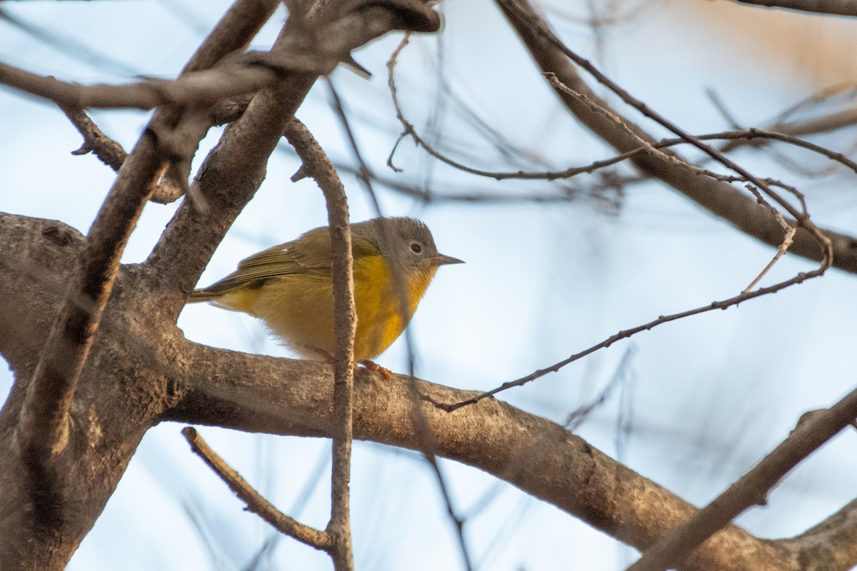Nashville Warbler - ML646738892