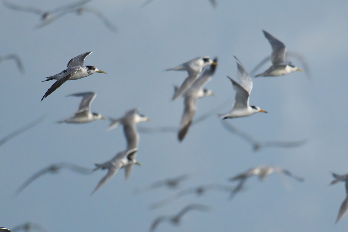 Китайская крачка - ML646738893