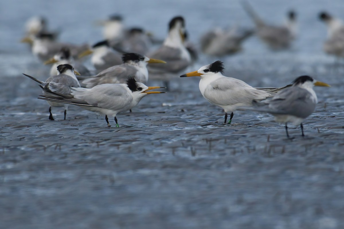 Китайская крачка - ML646738894