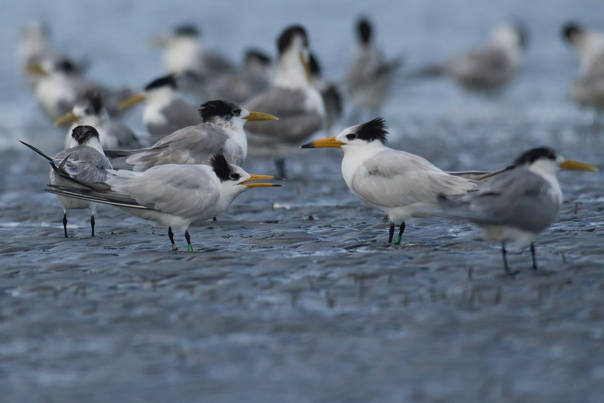 Китайская крачка - ML646738895