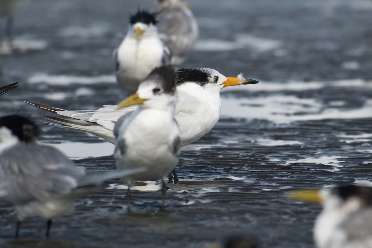 Китайская крачка - ML646738896