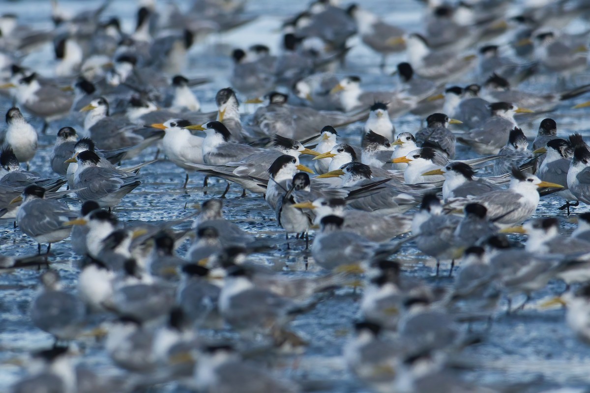 Китайская крачка - ML646738897