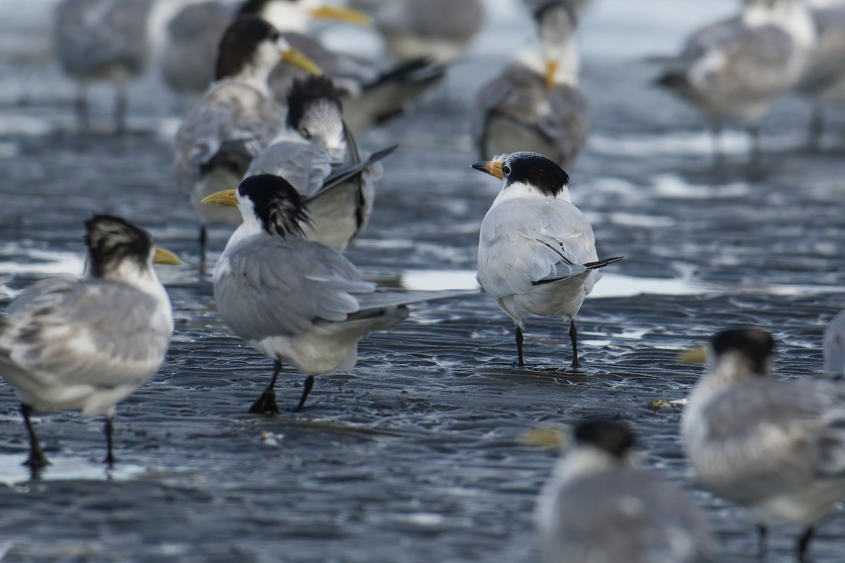 Китайская крачка - ML646738898