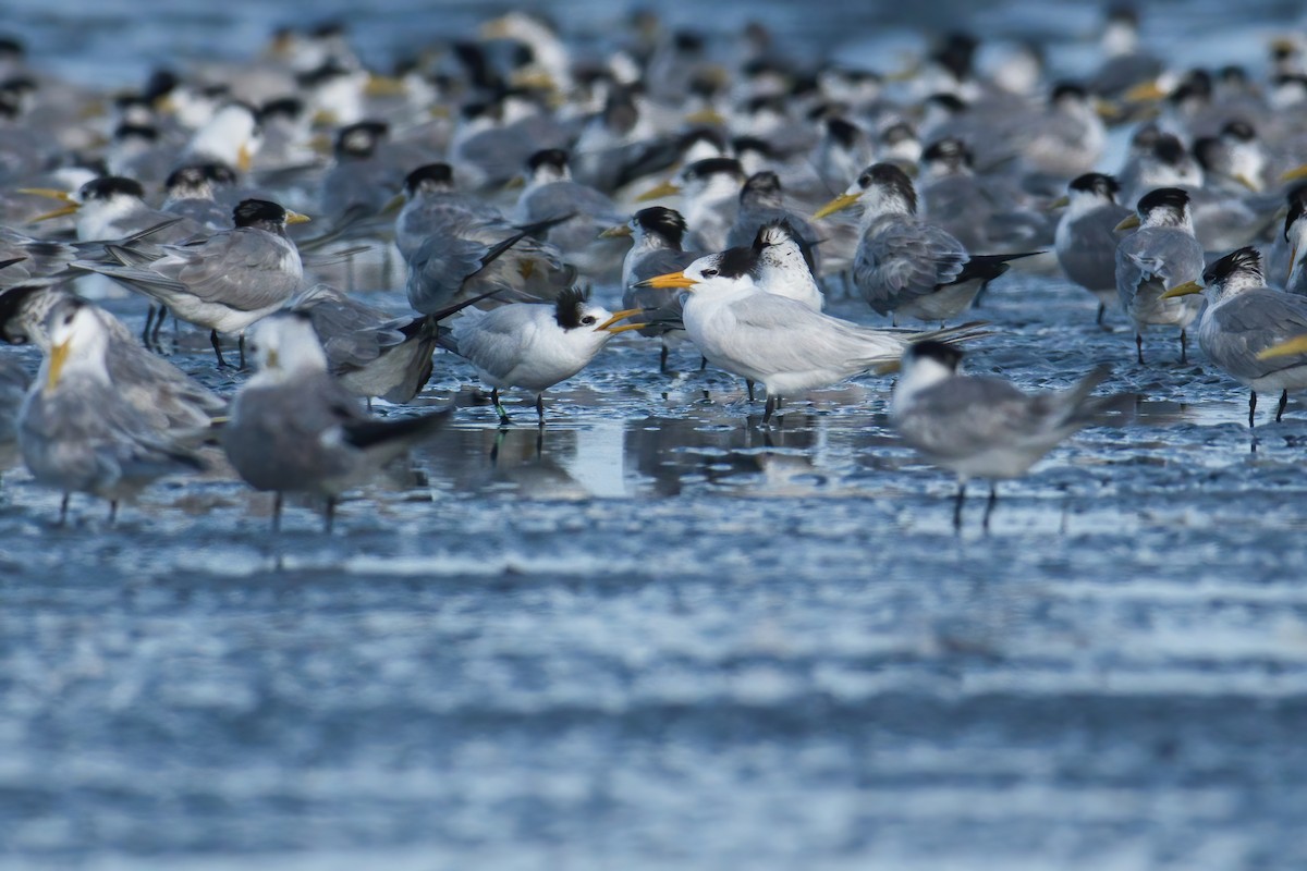 Китайская крачка - ML646738899