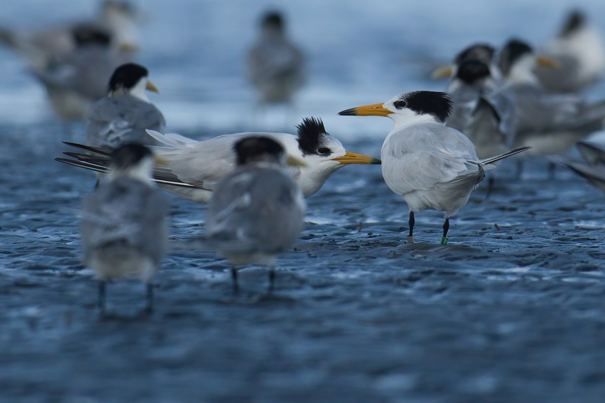 Китайская крачка - ML646738900