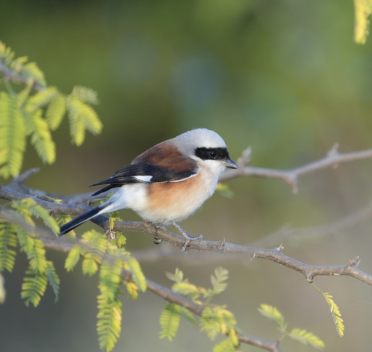 Bay-backed Shrike - ML646738901