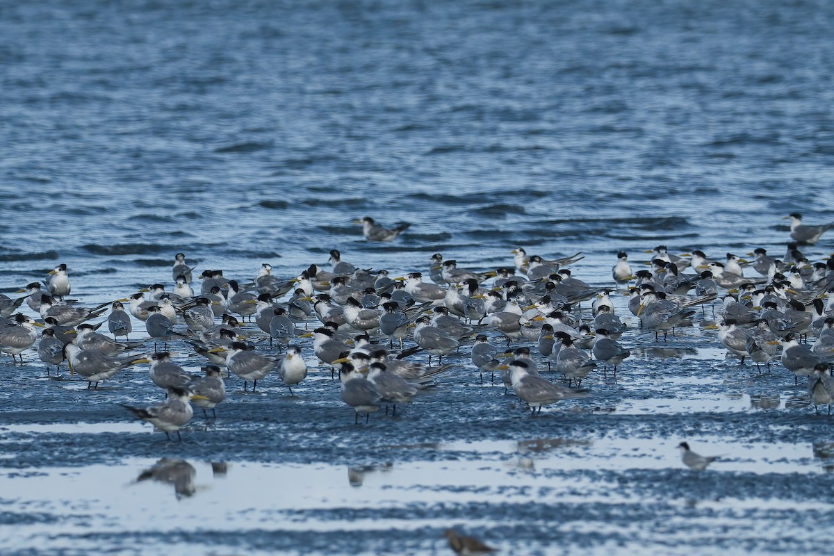 Китайская крачка - ML646738902