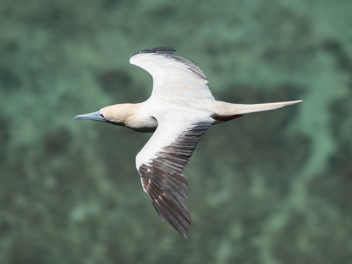 Red-footed Booby - ML646738903