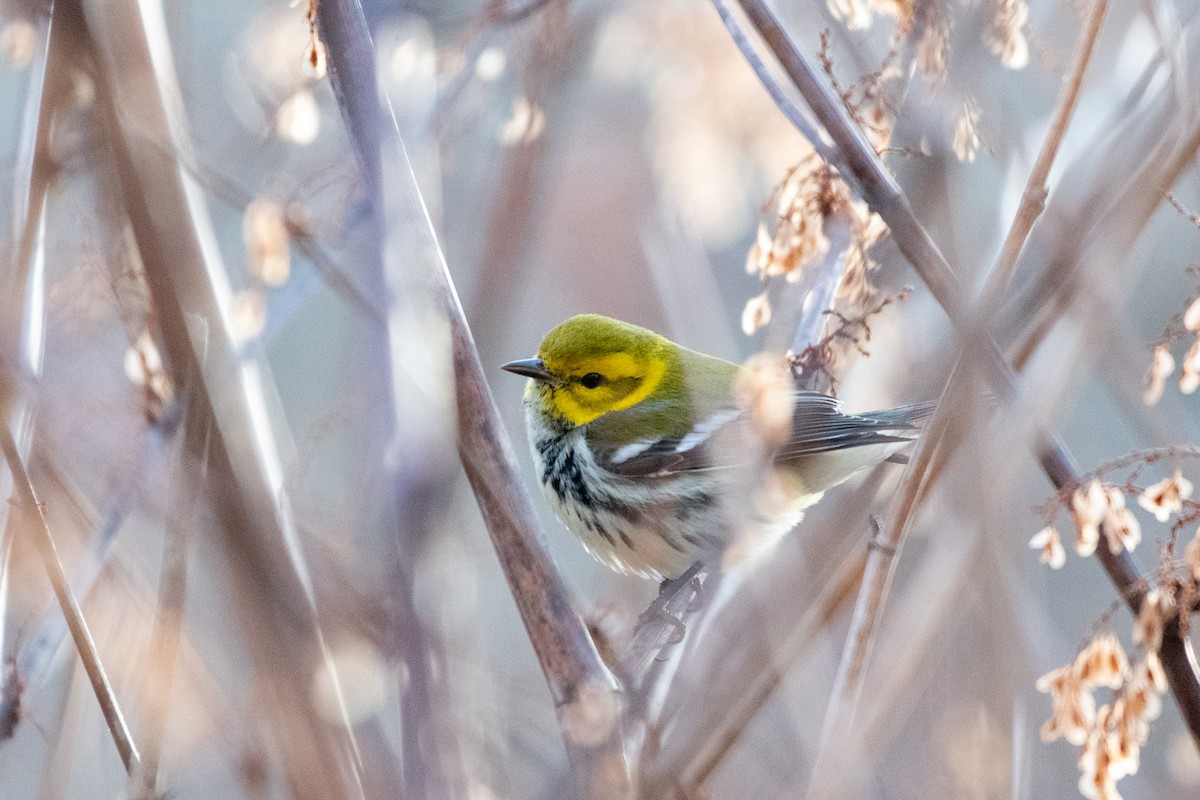 Black-throated Green Warbler - ML646738904