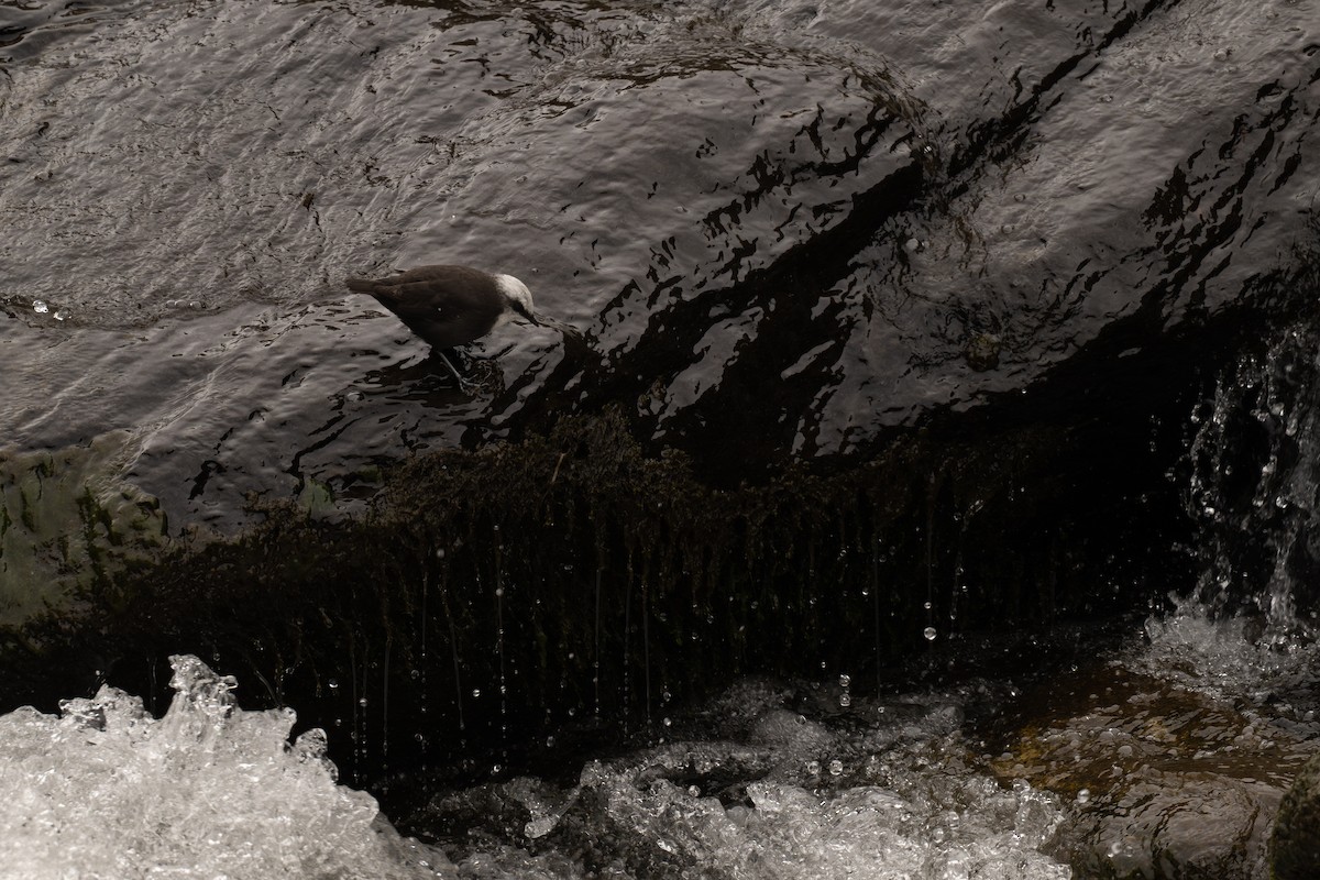 White-capped Dipper - ML646738907