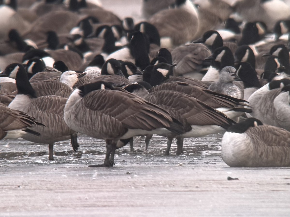 Kar Kazı - ML646738909