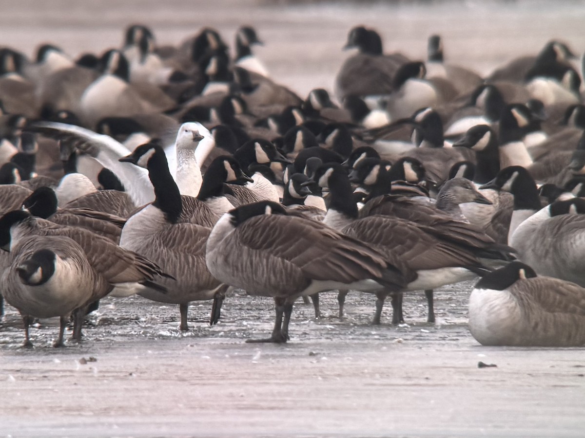 Kar Kazı - ML646738910