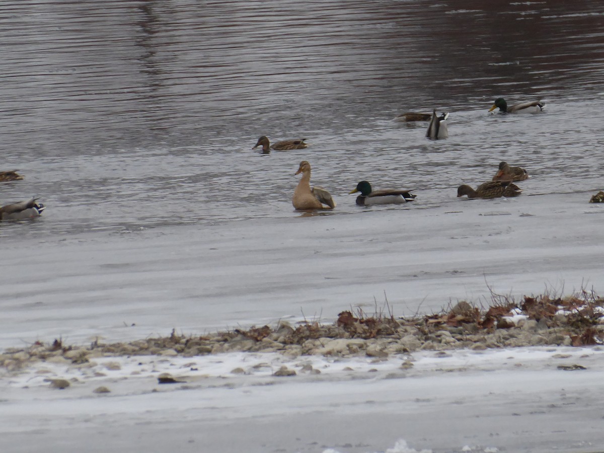 綠頭鴨(馴化) - ML646738911