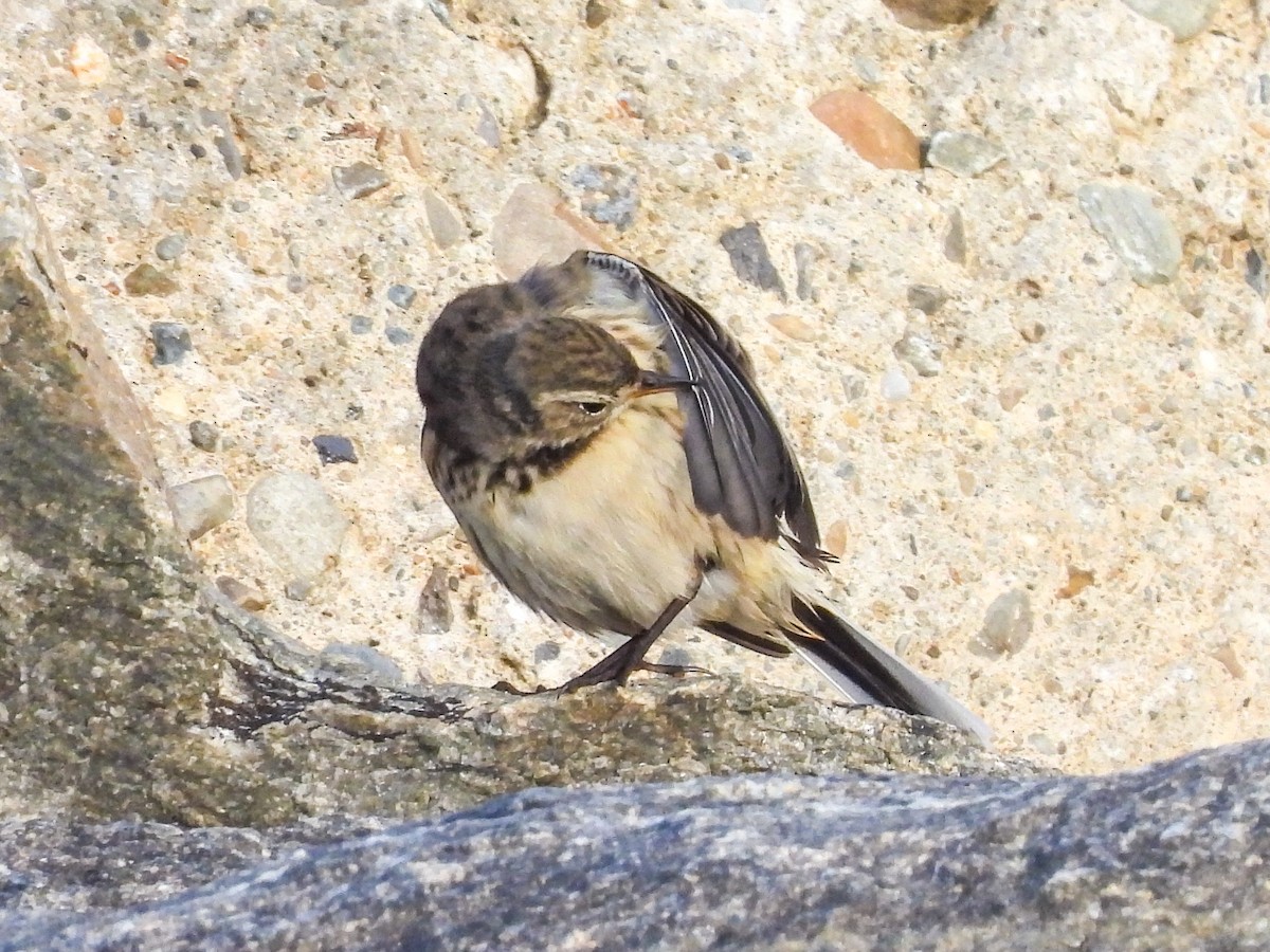 長尾鴨 - ML646738912