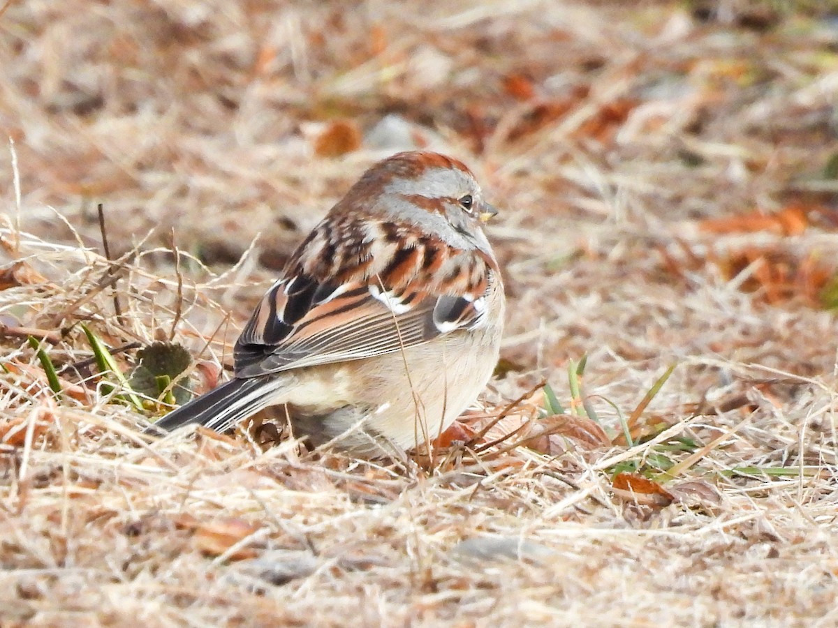 American Tree Sparrow - ML646738913