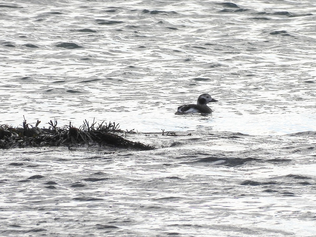 長尾鴨 - ML646738914