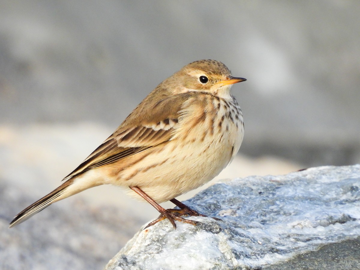 長尾鴨 - ML646738915