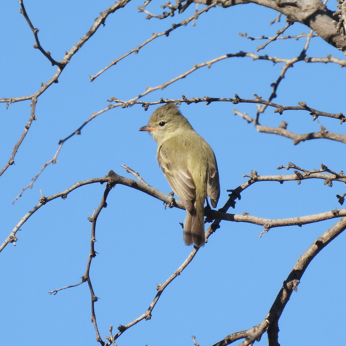 Blasskleintyrann - ML646738916