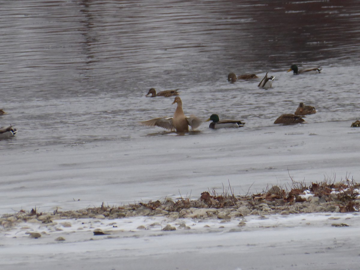 綠頭鴨(馴化) - ML646738917