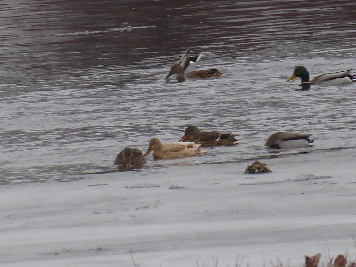 綠頭鴨(馴化) - ML646738920