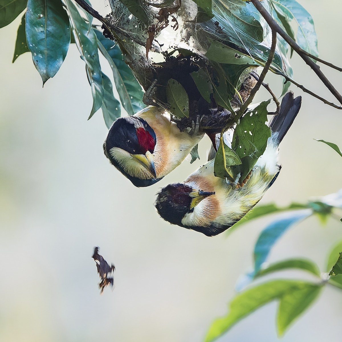 セジロゴシキドリ - ML646738922