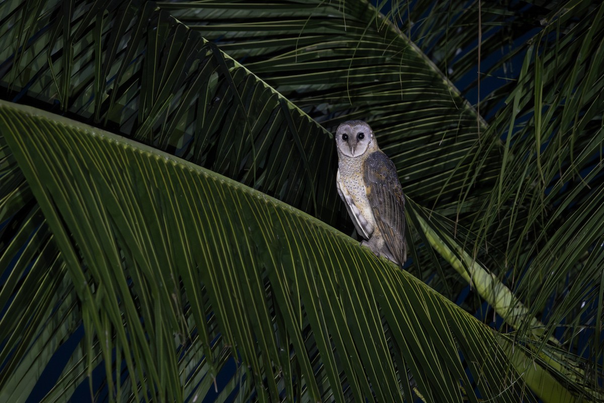 Selebes Peçeli Baykuşu - ML646738923