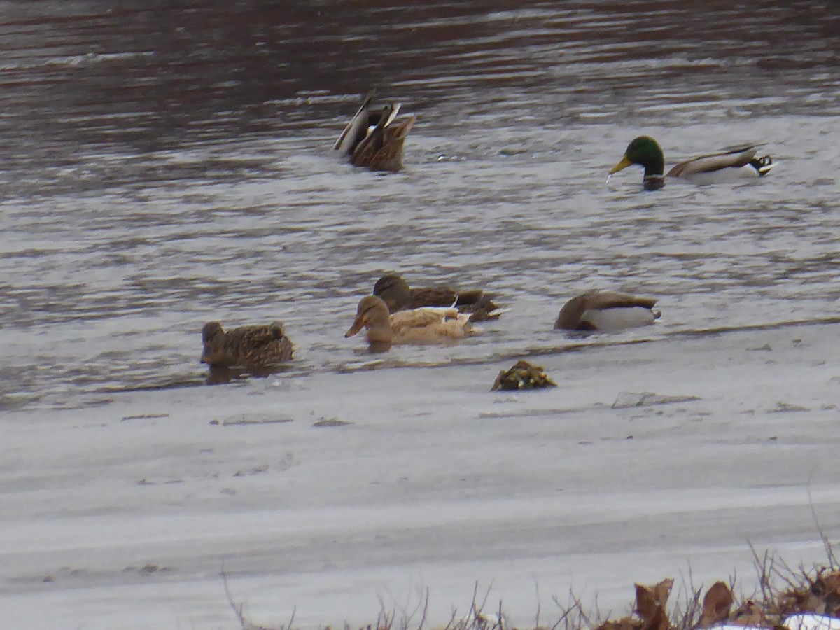 綠頭鴨(馴化) - ML646738924