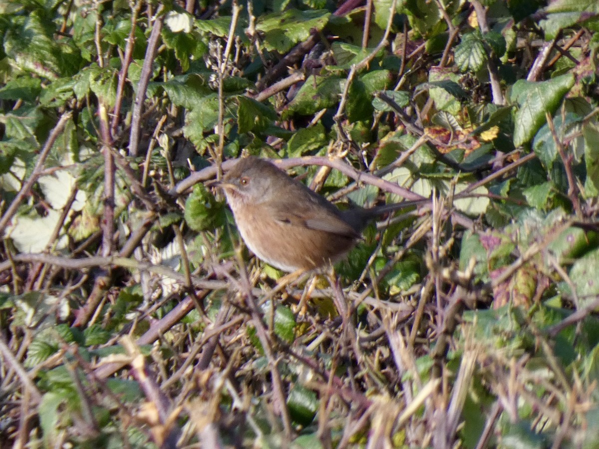 Dartford Warbler - ML646738926