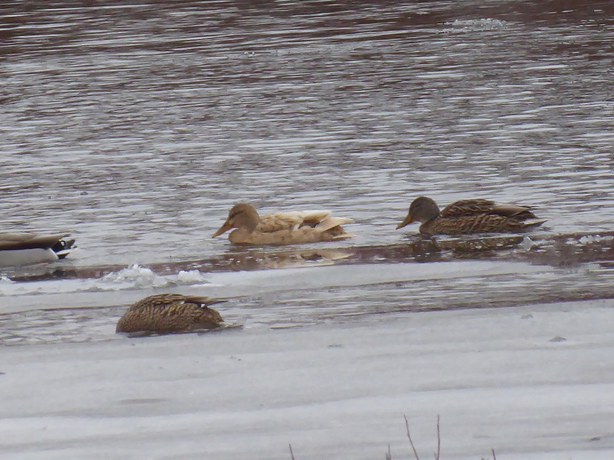 Mallard (Domestic type) - ML646738927